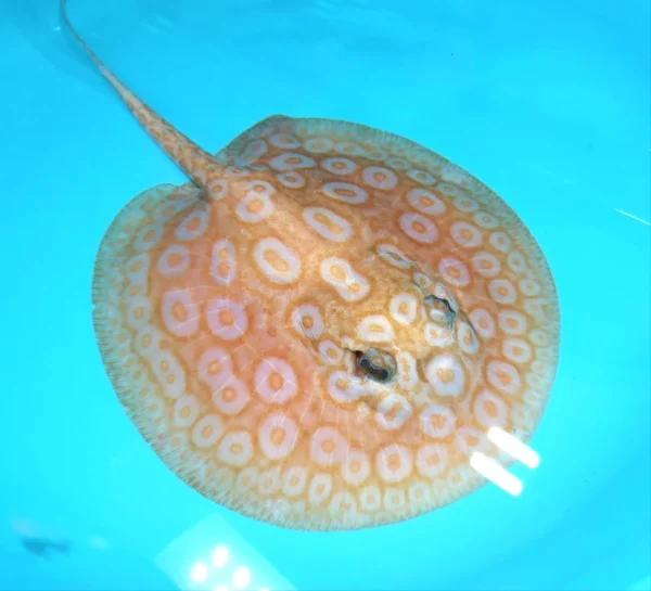 Albino Pearl Stingrays