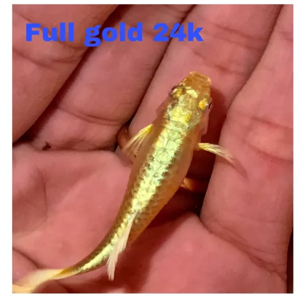 24k Gold Guppy