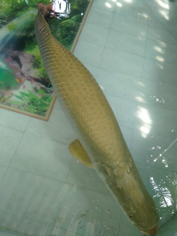 24k Gold Arapaima