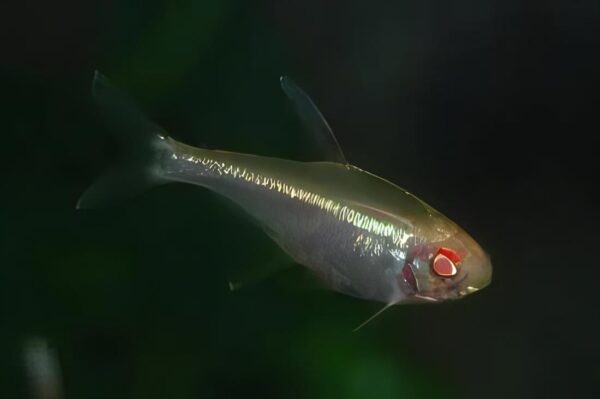 Albino Neon Tetra