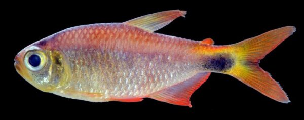 Dawn Tetra, Hyphessobrycon Eos