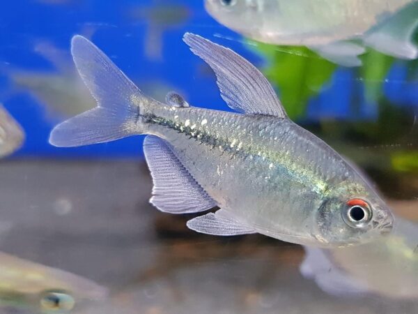 Diamond Tetra, Moenkhausia Pittieri