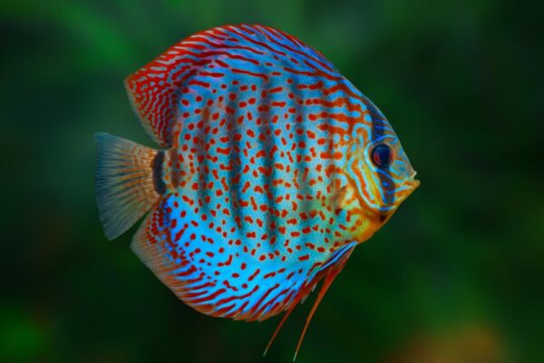 Discus