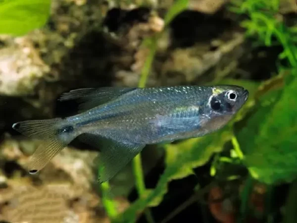 Dragonfin Tetra, Pseudocorynopoma Doriae