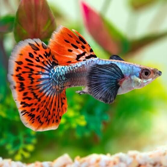 Dumbo Ear Guppy - Reidz Aquatics and Home Aquariums