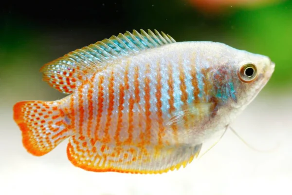 Dwarf Gourami