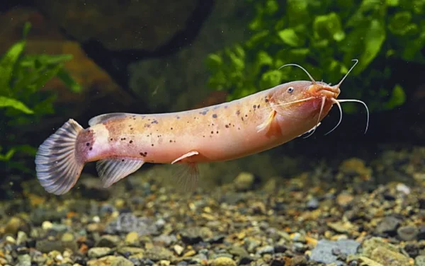 Electric Catfish