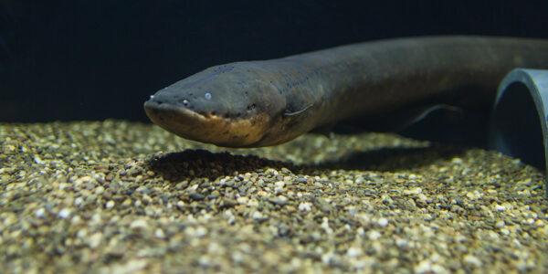 Electric Eel