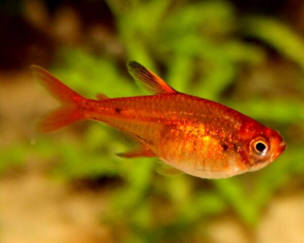 Ember Tetra, Hyphessobrycon Amandae