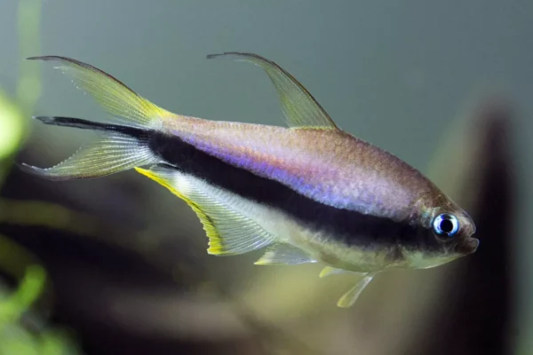 Emperor Tetra, Nematobrycon Palmeri