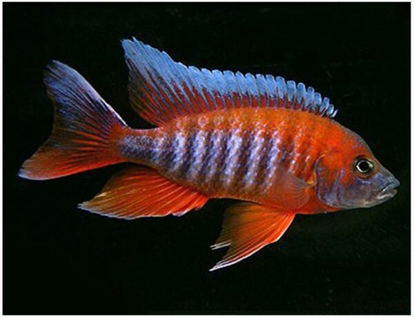 Eureka Red Cichlid Large