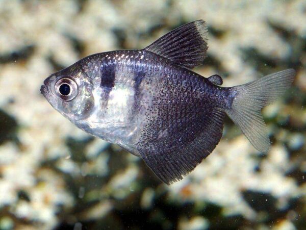 False Black Tetra, Gymnocorymbus Thayeri