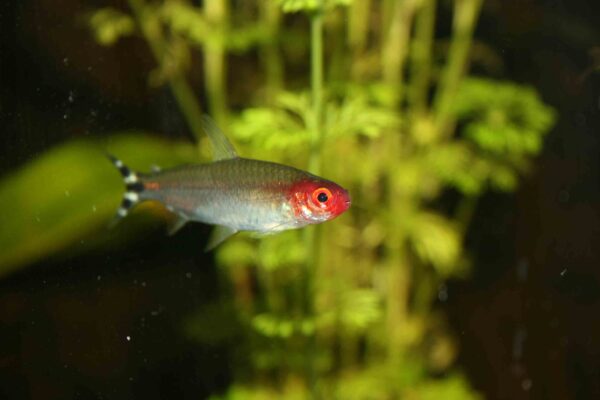 False Red Nose Tetra, Petitella Georgiae