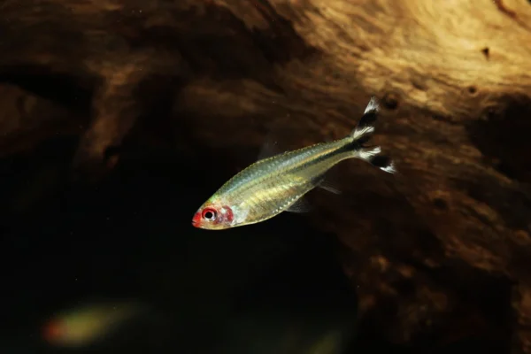 False Rummynose Tetra, Petitella Georgiae