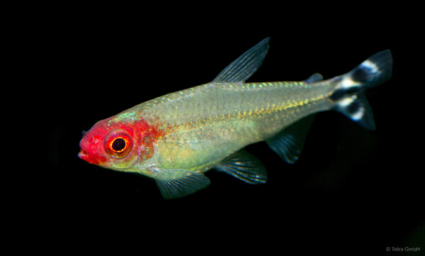 Firehead Tetra, Hemigrammus Bleheri