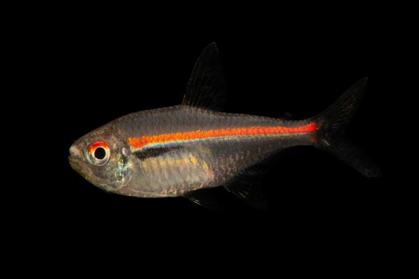 Flag Tetra, Hyphessobrycon Heterorhabdus