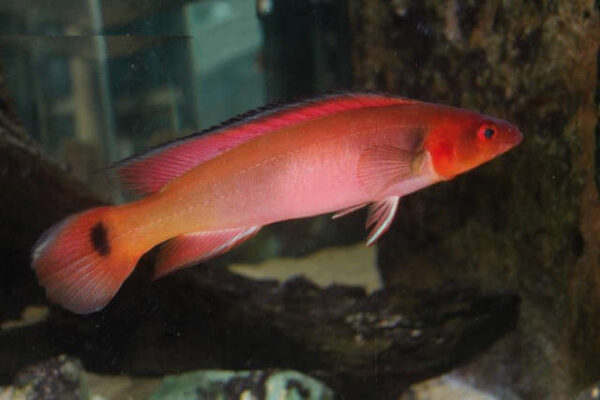 Flame Pike Cichlid