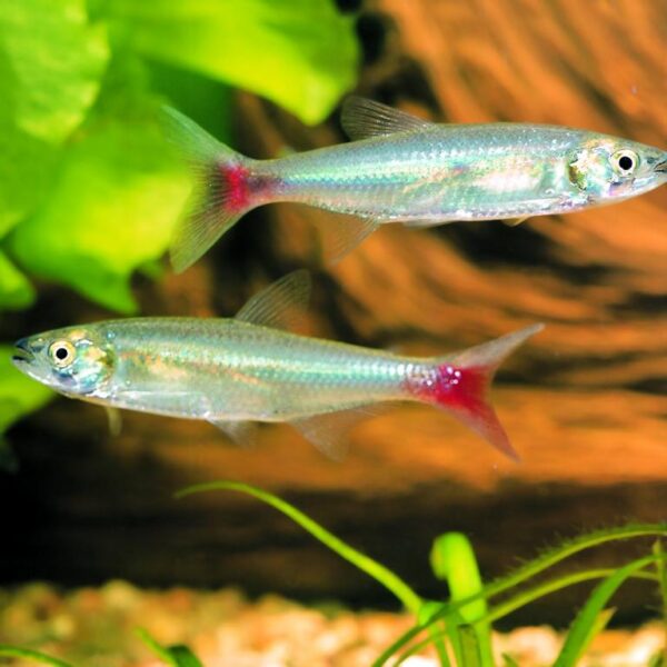 Flame Tail Tetra, Aphyocharax Erythrurus