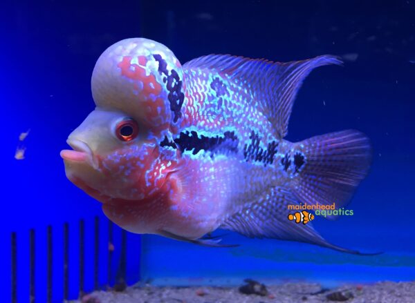 Flowerhorn Cichlid