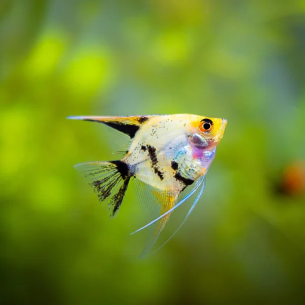 Freshwater Angelfish