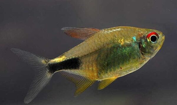 Garnet Tetra, Hemigrammus Pulcher