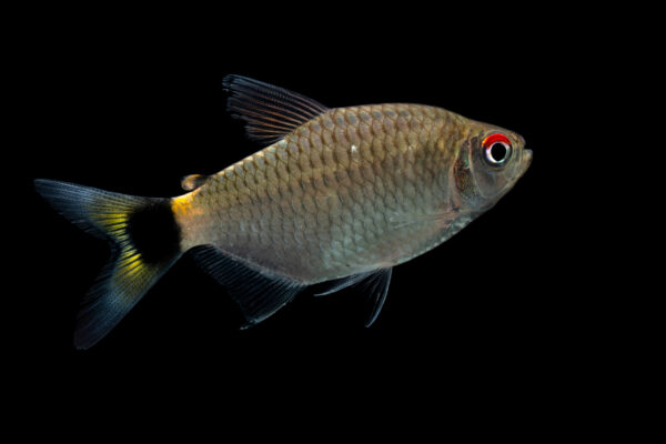 Glossy Tetra, Moenkhausia Oligolepis