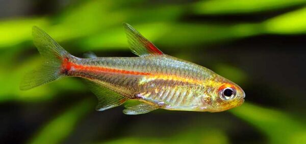 Glowlight Tetra, Hemigrammus Erythrozonus