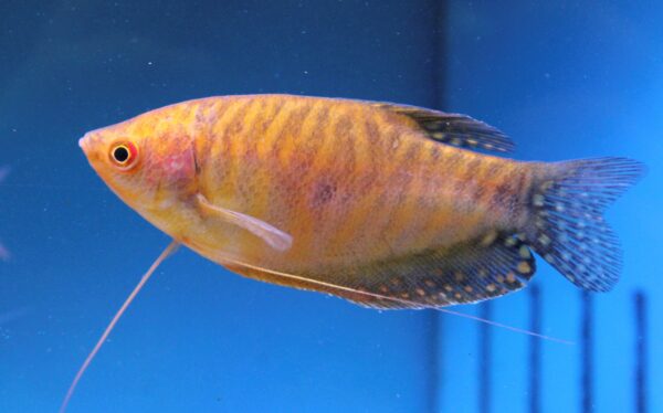 Gold Gourami