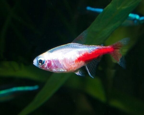 Gold Neon Tetra