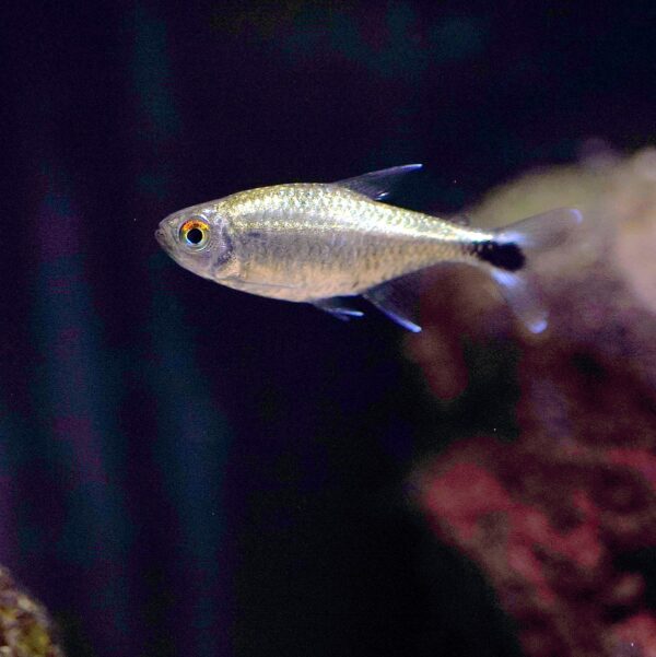 Gold Tetra (aka Golden Tetra, or Brass Tetra), Hemigrammus Rodwayi