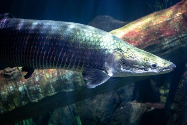 Arapaima