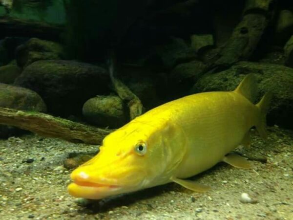 Albino Northern Pike