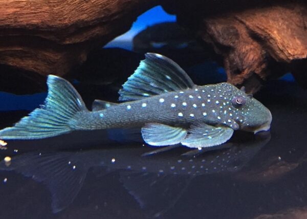 Blue Phantom Pleco L-128