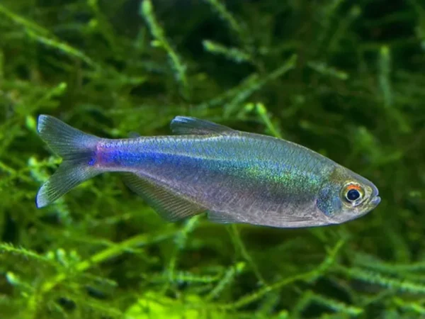 Blue Tetra, Boehlkea Fredcochui