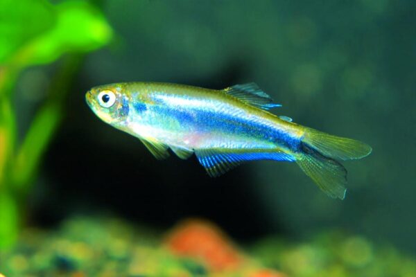 Blue Tetra, Mimagoniates Microlepis