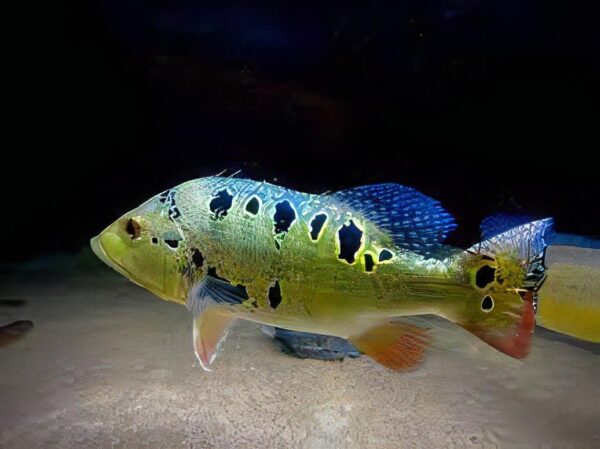 Brokopondo Peacock Bass, Cichla Brokopondo