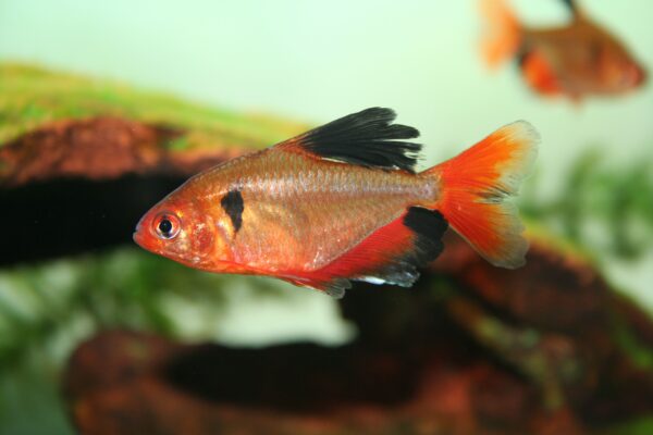 Callistus Tetra, Hyphessobrycon Eques