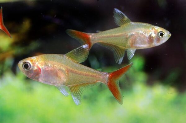 Calypso Tetra, Hyphessobrycon Axelrodi