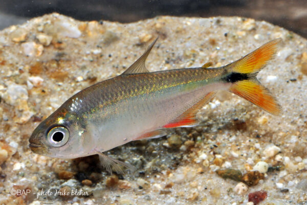 Central Tetra, Astyanax Aeneus