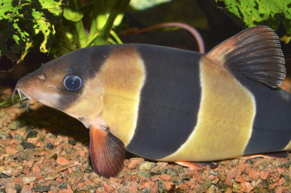 Clown Loach