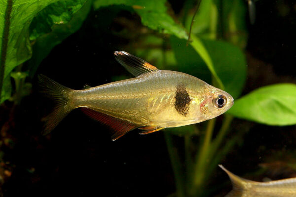 Coffee-bean Tetra, Hyphessobrycon Takasei