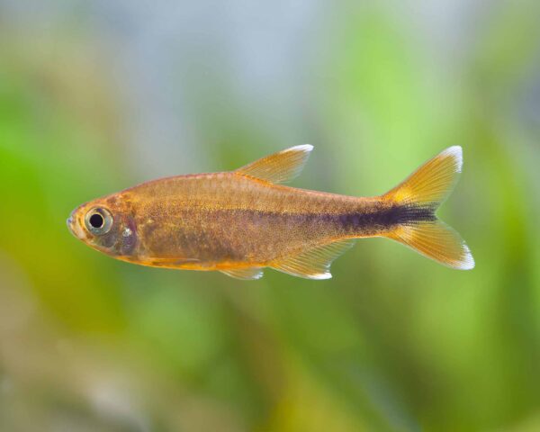 Copper Tetra, Hasemania Melanura