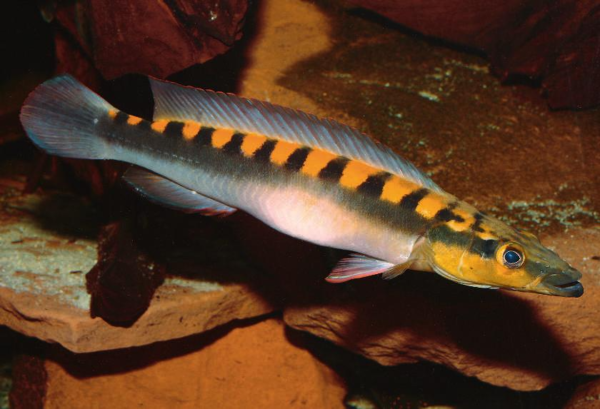 Crenicichla Acutirostris