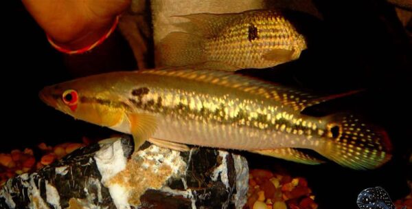 Crenicichla Frenata