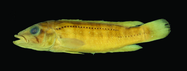 Crenicichla Haroldoi