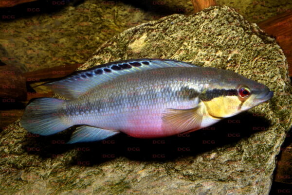 Crenicichla Heckeli