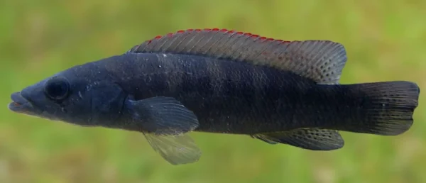 Crenicichla Hu