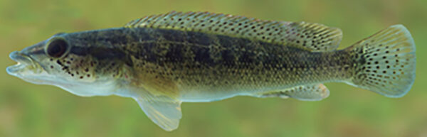 Crenicichla Iguassuensis