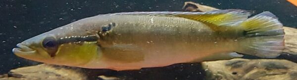 Crenicichla Nickeriensis