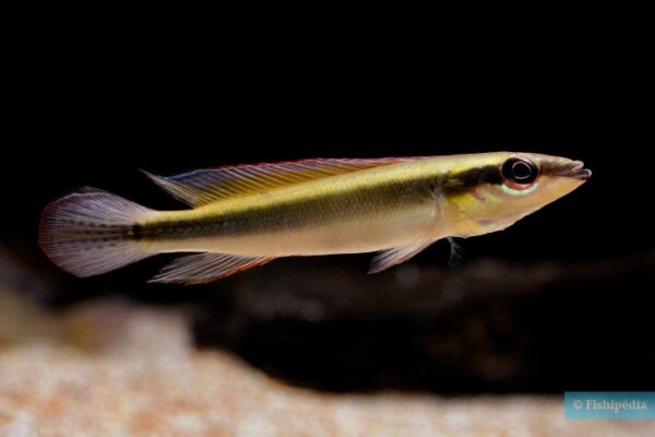 Crenicichla Notophthalmus